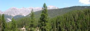 tree farm