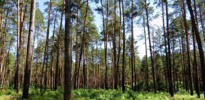 pine forest