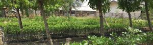 Sustainable Tree Farm